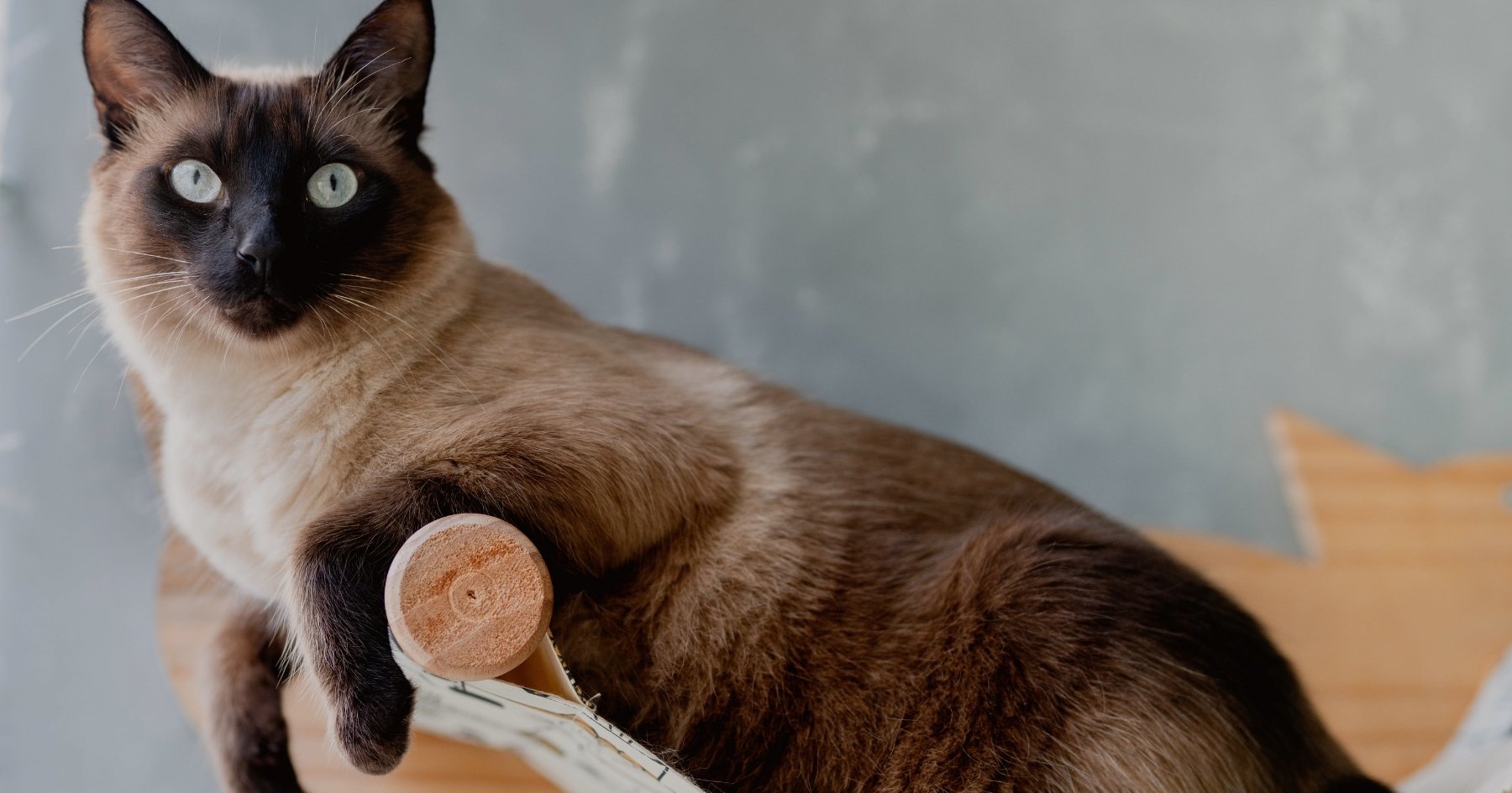 Chat installé sur un arbre à chat design dans un salon scandinave Bofélin