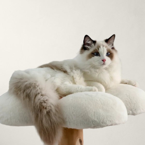 Arbre à chat en bois naturel luxe - Bofélin - 2