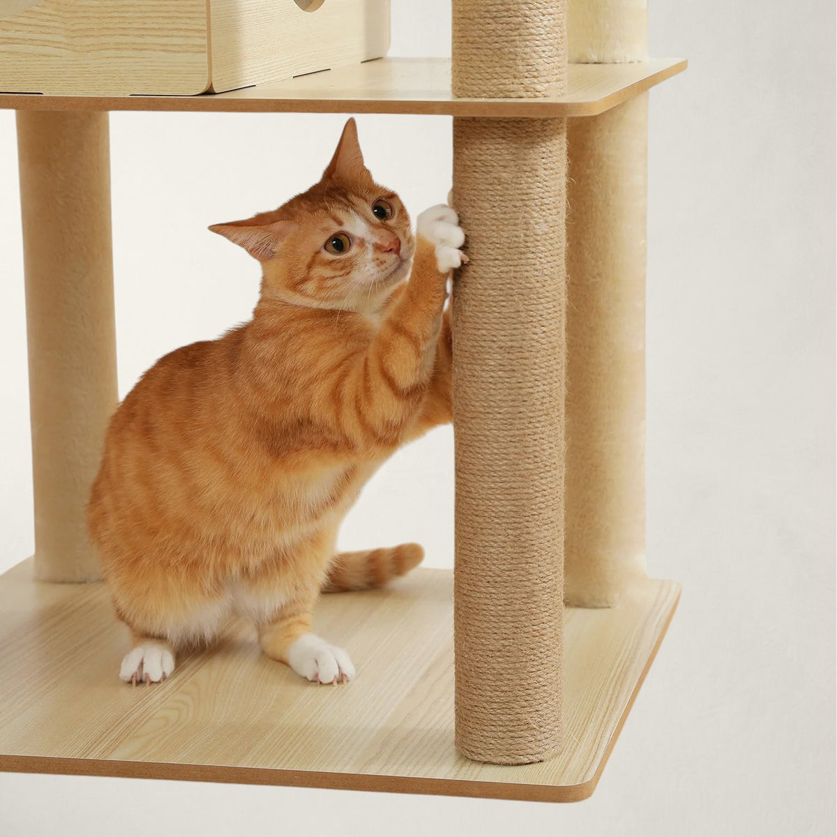 Arbre à chat en bois XXL - Bofélin - 10