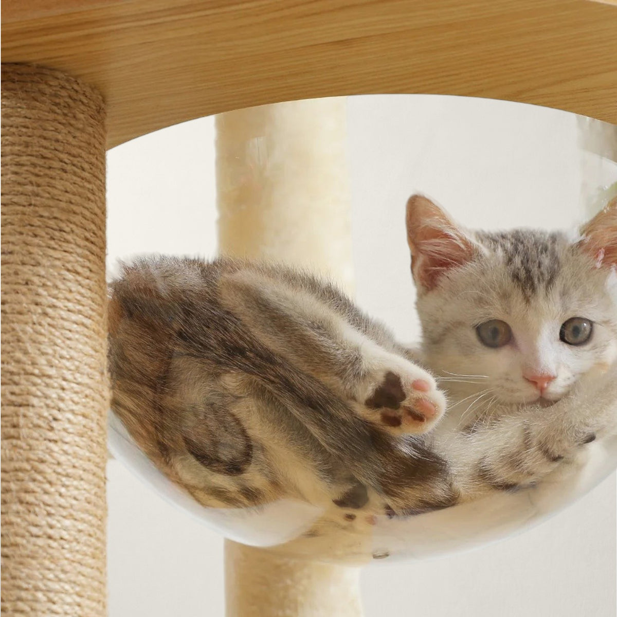 Arbre à chat en bois XXL - Bofélin - 5