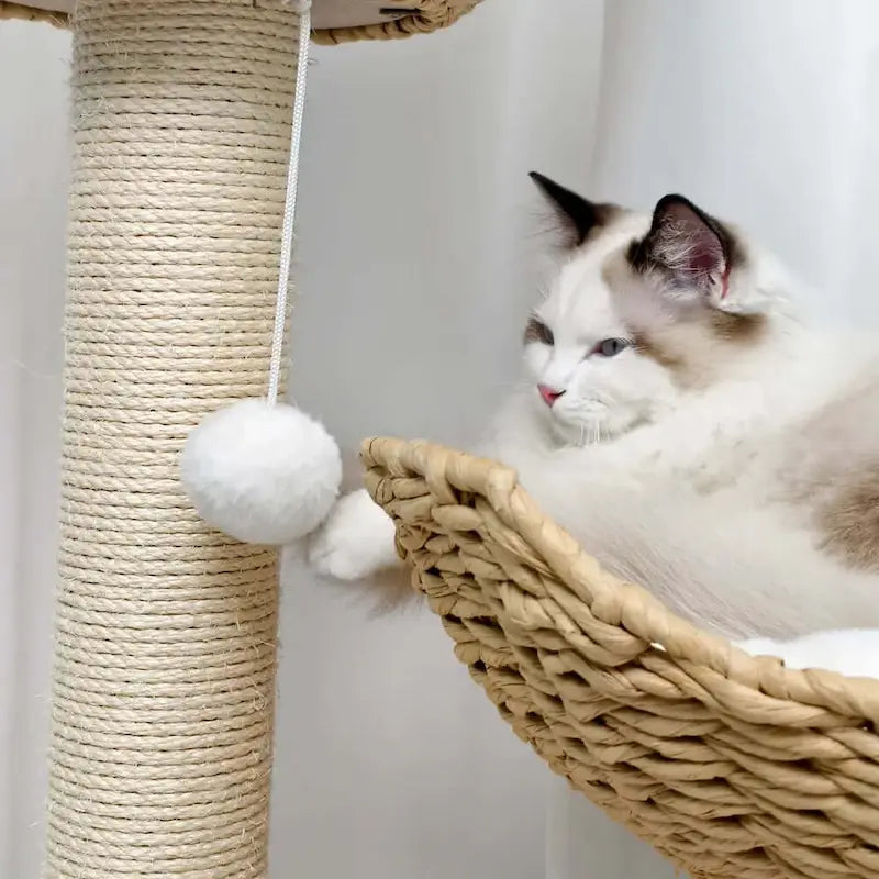 Arbre à chat en bois - Bofélin - 4