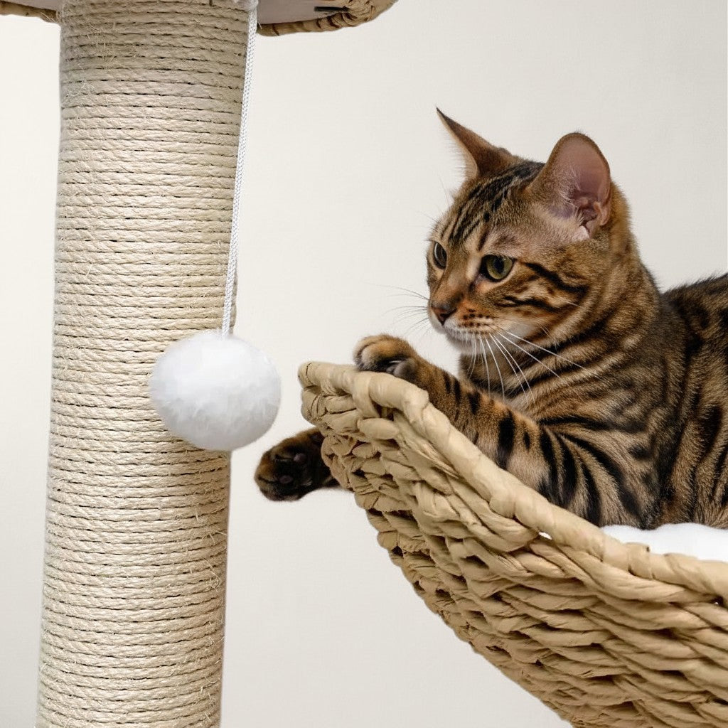 Chat Bengal jouant avec un pompon blanc sur un arbre à chat Bofélin en bois, sisal et jacinthe d'eau tressée