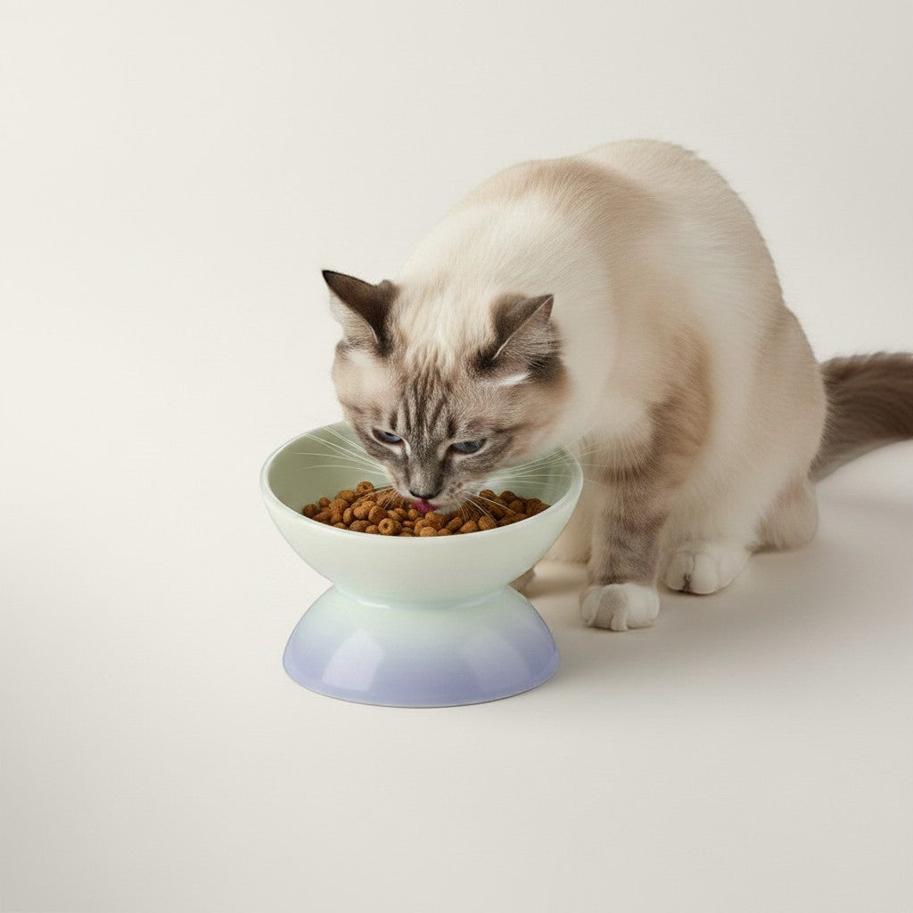Chat mangeant dans une gamelle Bofélin en céramique surélevée et inclinée aux tons pastel dégradés