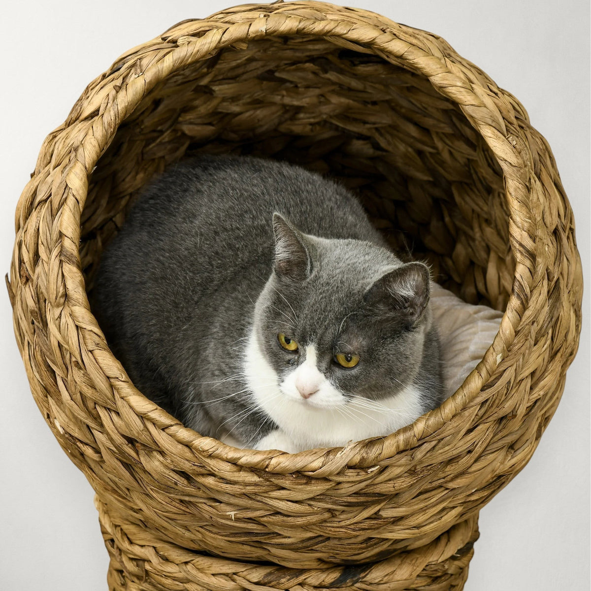 Chat gris et blanc installé dans une niche bulle Bofélin en jacinthe d'eau tressée avec coussin crème