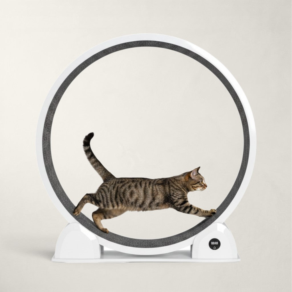 Roue d'exercice Bofélin pour chat avec tapis gris amovible, podomètre intégré et fonction de blocage