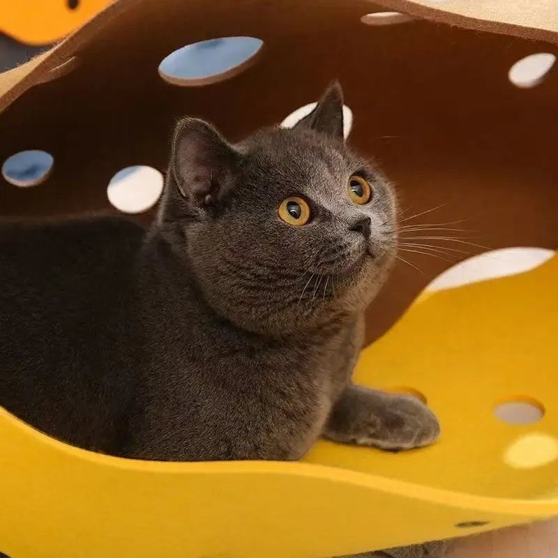 Chat gris dans un tunnel de jeu modulable en feutre jaune Bofélin avec des trous d'observation