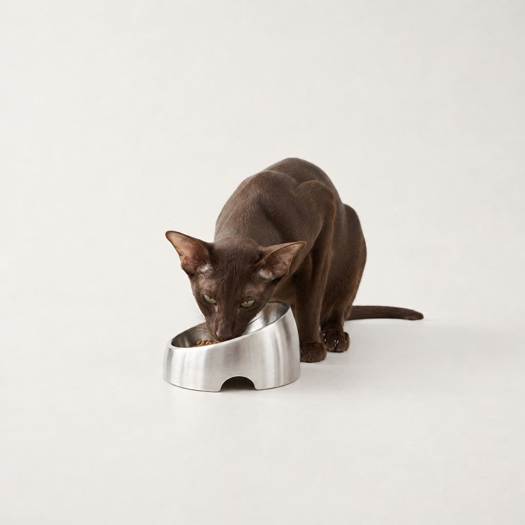 Gamelle inclinée inox pour chat Antibes Bofélin 4