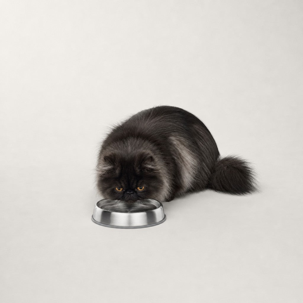 Gamelle inox large pour chat Rotterdam Bofélin 6