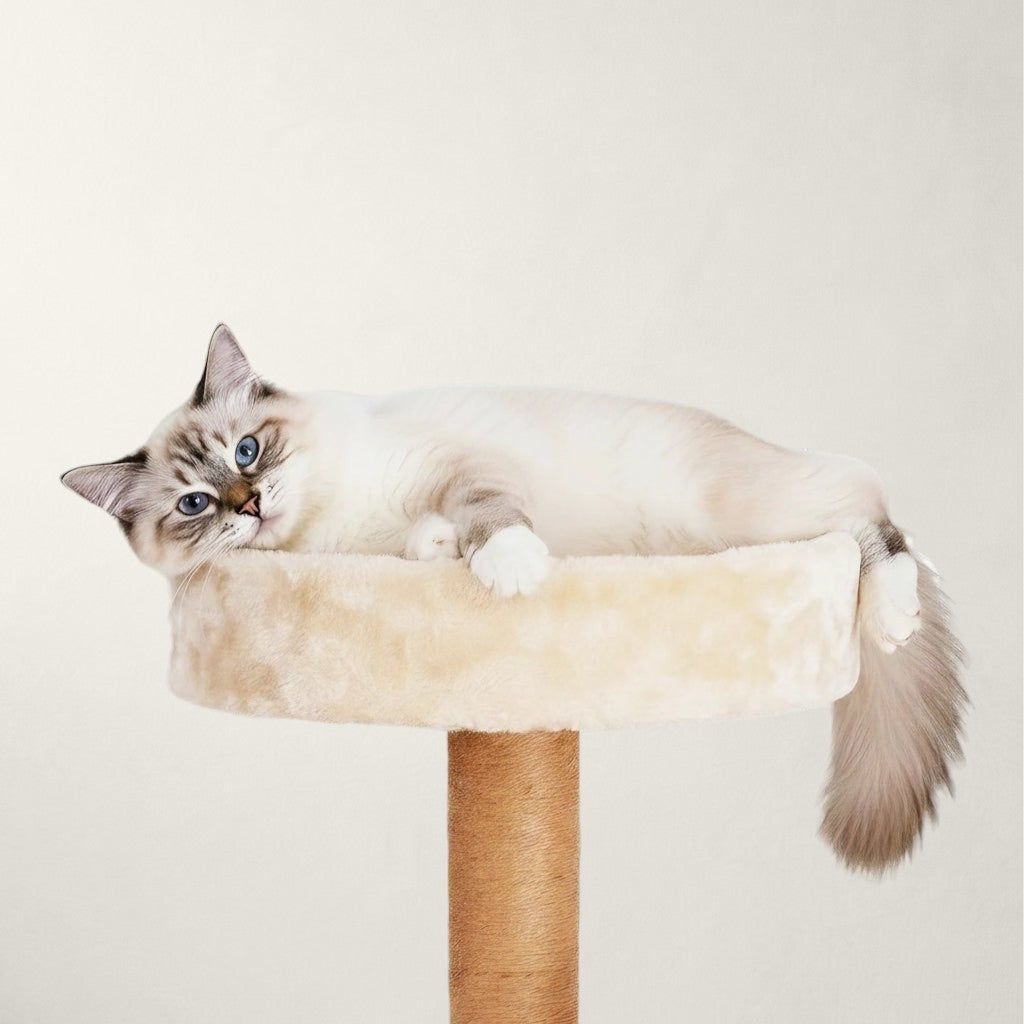 Grand arbre à chat rond - Bofélin - 7