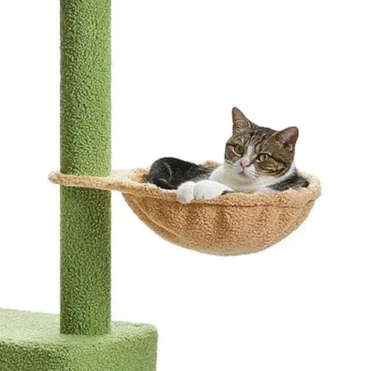 Grand arbre a chat sol plafond vert