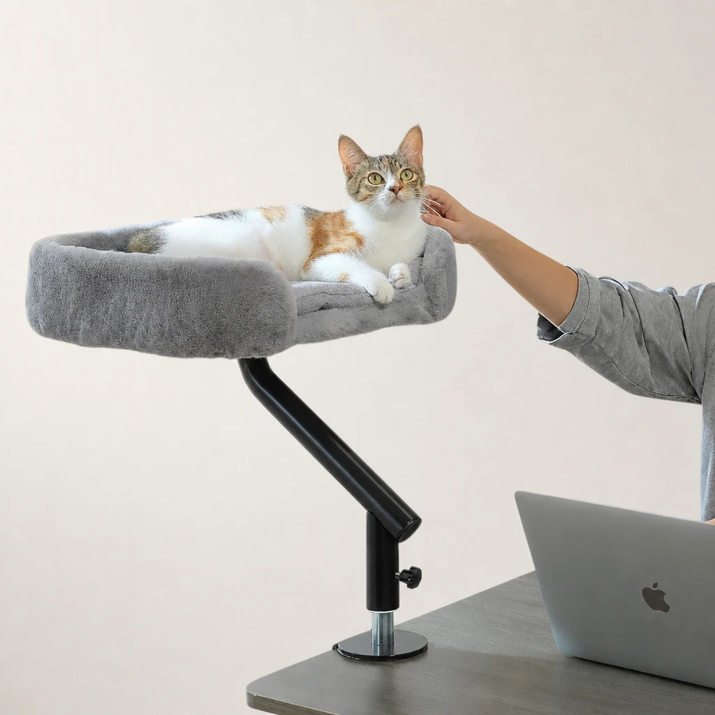Hamac chat bureau Oxford Bofélin en situation