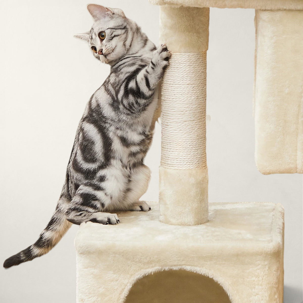 Petit arbre à chat doux - Bofélin - 6
