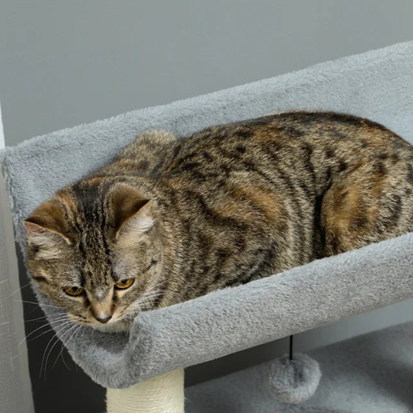 Petit arbre à chat griffoir